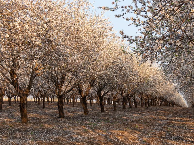 Die schönsten Mandelblüten-Routen auf Mallorca: Wanderungen im Frühling